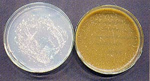 いぐさの水虫菌に対する抗菌作用